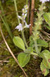 Common gypsyweed